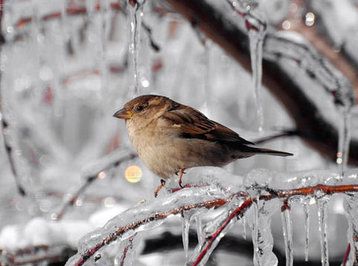 Hava kəskin dəyişəcək: qar yağacaq